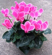 Семена цикламена