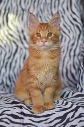 Продам котят мейн куна!