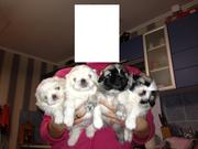 продам пекинесов