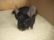 Продам шиншилл деток и взрослых.Есть разные окрасы.