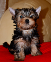 Йоркширские терьеры Йорки Макеевка Донецк