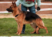 Кобеля немецкой овчарки, а также новинка МОПС.