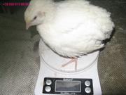 Крупные перепела: техасские, Фараон европейский, турецкий