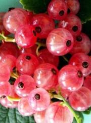 Саженцы черной и цветной смородины