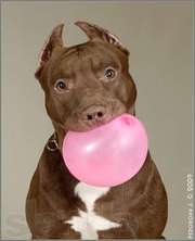 Щенок питбуля