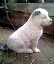 Продам щенков Среднеазиатской овчарки***