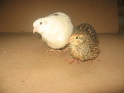 перепела яйца