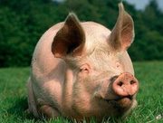 Продам порося. Вирощений на натуральних кормах.