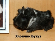 Морские свинки малыши породы Розетка