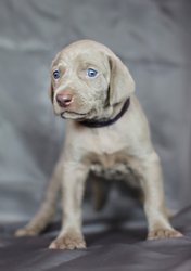 Веймаранер, мареммо-абруцкая овчарка, акита ину - доставим.