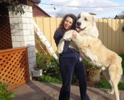 Среднеазиатская овчарка; американский бульдог; бриар; бультерьер; ши-т