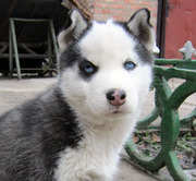 Сибирский хаски; аляскинский маламут; скотч-терьер; средне-азиатская о