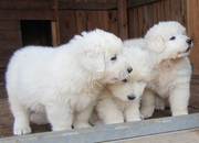 Мареммо-абруцкая овчарка, веймаранер, акита ину, русская пегая гончая,