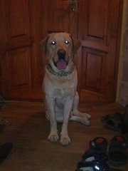 Лобрадор ищет подружку