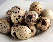 Продам перепелов породы фараон турецкий.Яйцо инкубационное