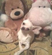 Вязка чихуахуа!