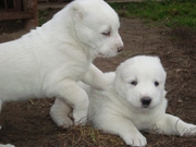 Продам щенков среднеазиатской овчарки (отец - Тарантул, г.Киев)