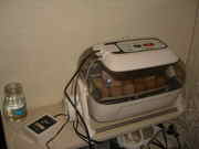 Продам корейский автоматический инкубатор R-Com 20