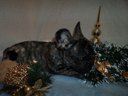 Щенок французского бульдога, очень красивая девочка