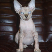 Чудесные детки канадского сфинкса!