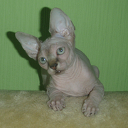 Канадский сфинкс. Девочка шоколадный минк!