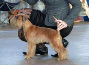 кобель брюссельского гриффона для вязки