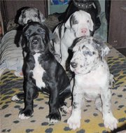 Немецкого дога, щенки.