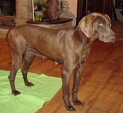 Отдам собаку. Гладкошерстная. Жить в будке не может