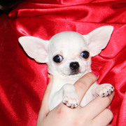 Девочка чихуахуа