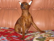 цвергпинчер