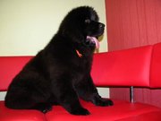 Предлагаем перспективных щенков Ньюфаундленда