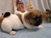 Маленькие французики, мальчики и девочки