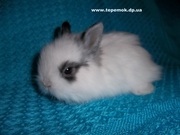 карликовые и декоративные кролики купить в Украине
