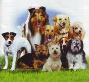 Выгул собак