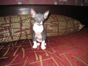 Котенок Донского сфинкса