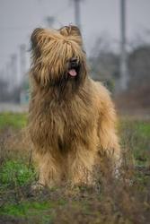 Щенки БРИАРА