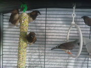 Амадины рисовые, зебровые, японские