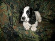 Русский спаниель недорого