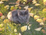 Чудесные котята ищут дом и любящих хозяев
