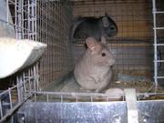 Распродажа клеток для шиншилл!