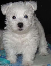 Киевский питомник отличного щенка West Highland White Terrier (весты)