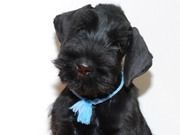 Ризеншнауцер