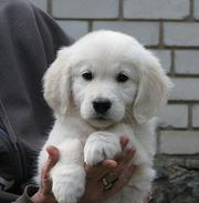 Щенки золотистого ретривера