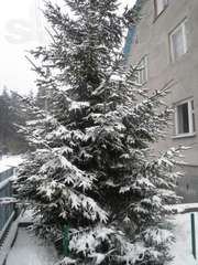 продам ялинку