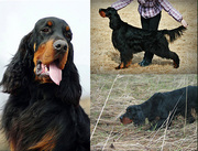Щенки. Шотландский сеттер (gordon setter)