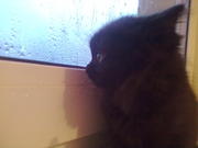 Отдам котят бесплатно