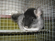 шиншилята, найкражий подарунок на свята, вони гіпоалергенні