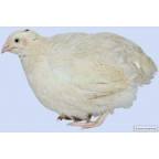 Продам перепелов разных пород, инкубационные яйца