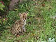 Продажа сервала и каракал котят.