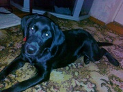 Лучшый друг в вашу семю